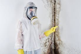 Trusted Downs, IL Mold Removal & Remediation Experts